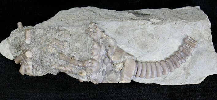 Uperocrinus Crinoid - Crawfordsville, Indiana #19998